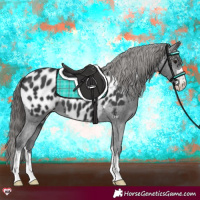 Horse Color:Black Appaloosa 