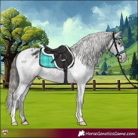 Horse Color:Black Appaloosa 