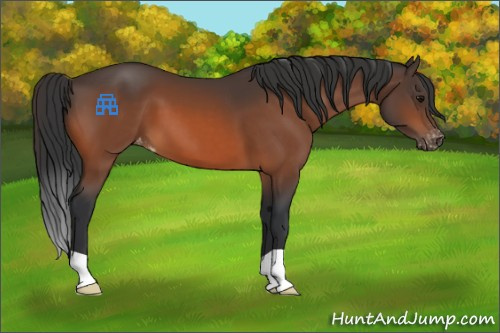 Horse Color:Bay Appaloosa 