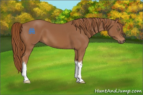 Horse Color:Chestnut 