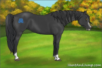 Horse Color:Black Sabino
