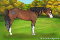 Horse Color:Bay Sabino 