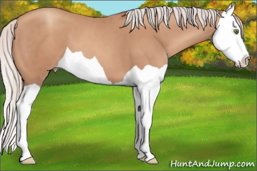 Horse Color:Silver Classic Champagne Splash 
