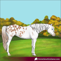 Horse Color:White Spotted Chestnut Splash Appaloosa 
