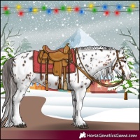 Horse Color:Bay Sabino Appaloosa