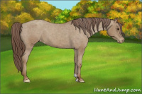 Horse Color:Classic Champagne Appaloosa 