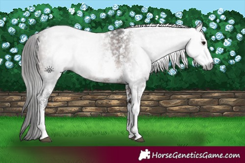 Horse Color:Gray Bay Sabino