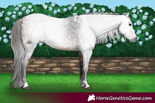 Horse Color:Gray White Spotted Buckskin