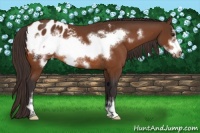 Horse Color:Buckskin Sabino Frame Blanket Rabicano 