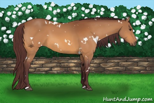 Horse Color:White Spotted Chocolate Buckskin