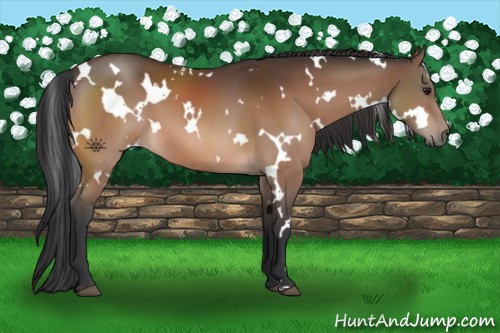 Horse Color:White Spotted Brown 