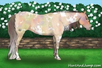 Horse Color:Nacre White Spotted Sable Cream Champagne Roan Rabicano 