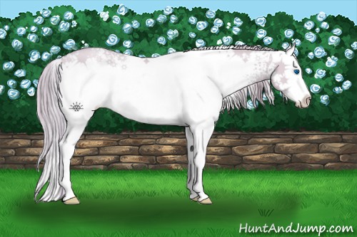 Horse Color:Watercolor White Spotted Gold Champagne Dun Splash Appaloosa 