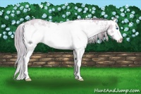 Horse Color:Watercolor White Spotted Gold Champagne Dun Splash Appaloosa 