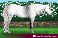 Horse Color:Gray Nacre Amber Cream Champagne Ice Dun Appaloosa 