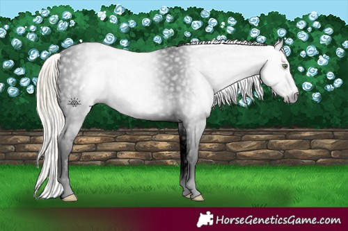 Horse Color:Gray Gold Cream Champagne Splash Appaloosa
