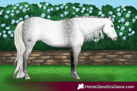 Horse Color:Gray Gold Cream Champagne Splash Appaloosa 