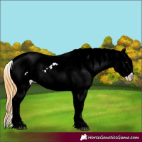 Horse Color:Buckskin Dun Tobiano Snowcap 