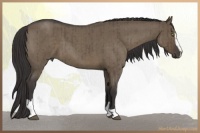 Horse Color:Smoky Grullo Roan Sabino Brindle 