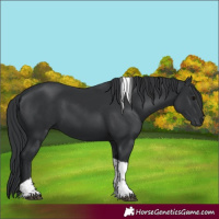 Horse Color:Black Tobiano 