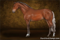 Horse Color:Silver Bay 