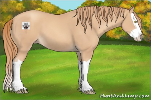 Horse Color:Gold Champagne Splash