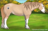 Horse Color:Gold Champagne Splash 