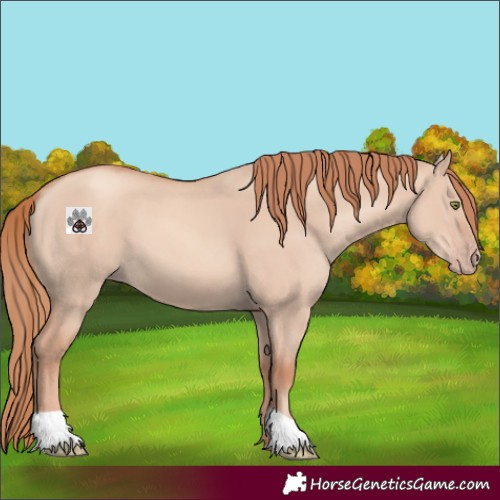 Horse Color:Gold Champagne Dun 