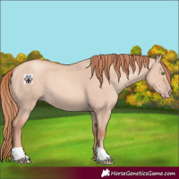 Horse Color:Gold Champagne Dun 