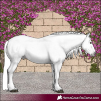 Horse Color:Gray Black Pearl 