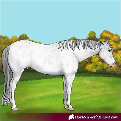 Horse Color:White Spotted Black Appaloosa 