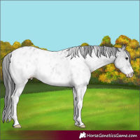 Horse Color:White Spotted Black Appaloosa 