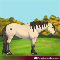 Horse Color:Buckskin Dun 