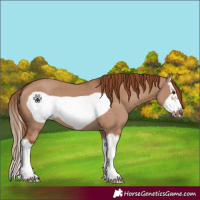 Horse Color:Red Dun Splash Frame