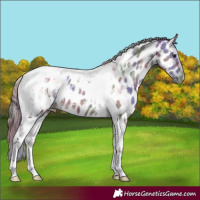 Horse Color:Nacre Grullo Tobiano Appaloosa 