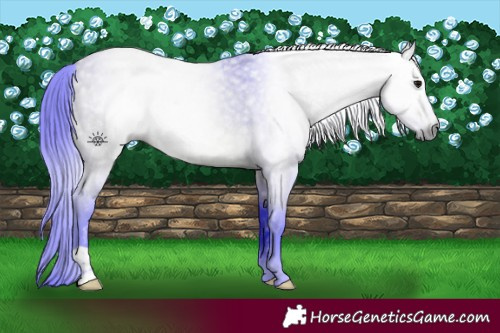 Horse Color:Gray Watercolor Buckskin Roan 