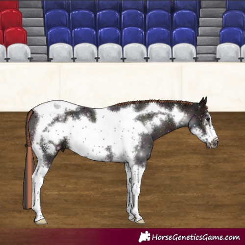 Horse Color:Painted Midnight Bay Ice Tobiano Frame 
