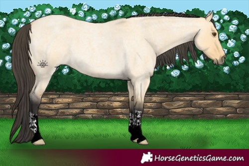 Horse Color:Buckskin Roan Dun