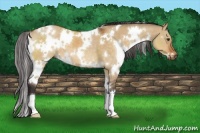Horse Color:White Spotted Buckskin Dun 