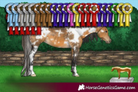 Horse Color:White Spotted Buckskin 