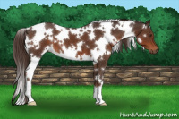 Horse Color:White Spotted Liver Chestnut 