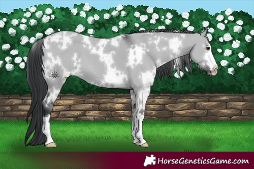 Horse Color:White Spotted Grullo Chinchilla 