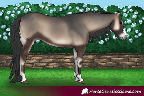 Horse Color:Blue Onyx