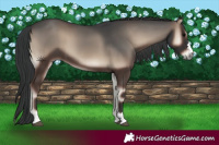 Horse Color:Blue Onyx 