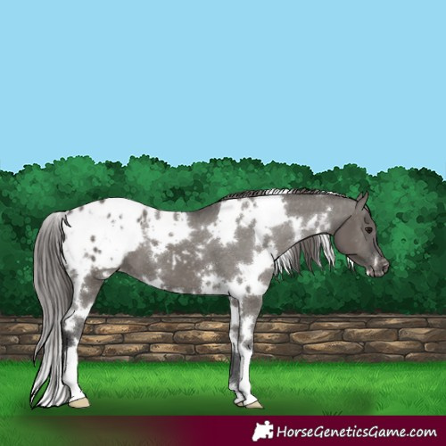 Horse Color:White Spotted Grullo Blanket