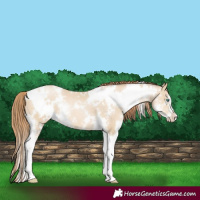 Horse Color:White Spotted Smoky Grullo Pearl Sabino