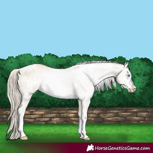 Horse Color:White Spotted Chocolate Palomino Pearl Dun Sabino
