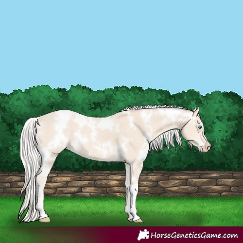 Horse Color:White Spotted Cremello 