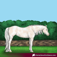 Horse Color:White Spotted Cremello 