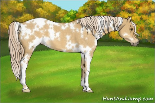 Horse Color:White Spotted Palomino Dun 